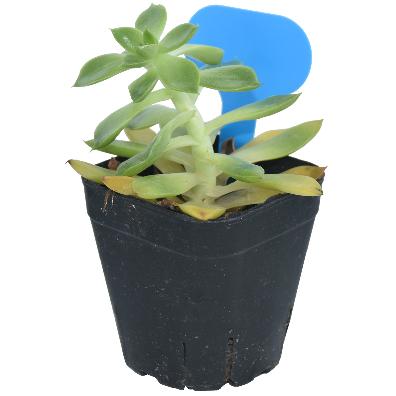 50PCS Garden Plant Labels Mark - مراجعة Garden Label Marker وسعره