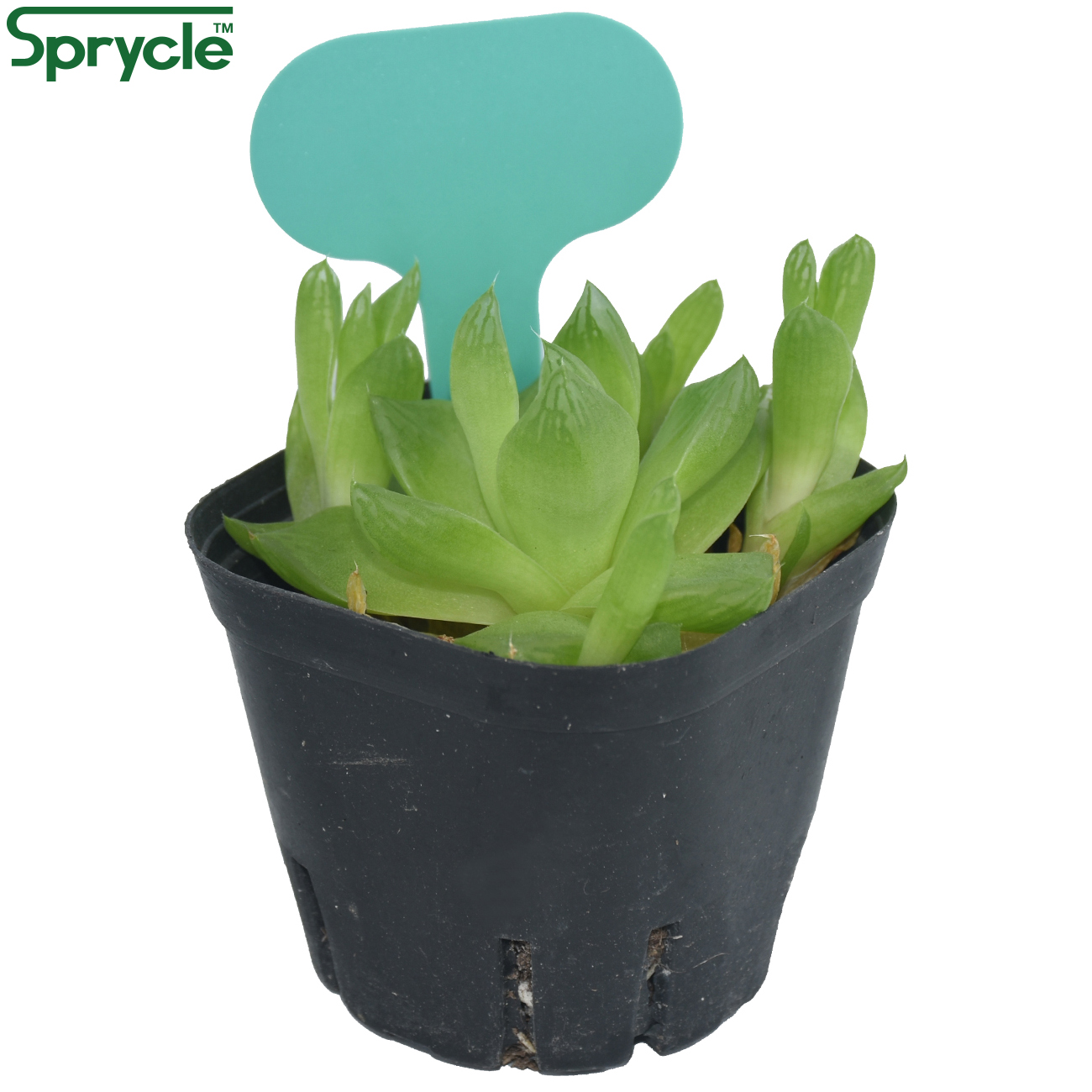 SPRYCLE 50PCS 50*70MM Colorful - مراجعة Garden Label Marker وسعره