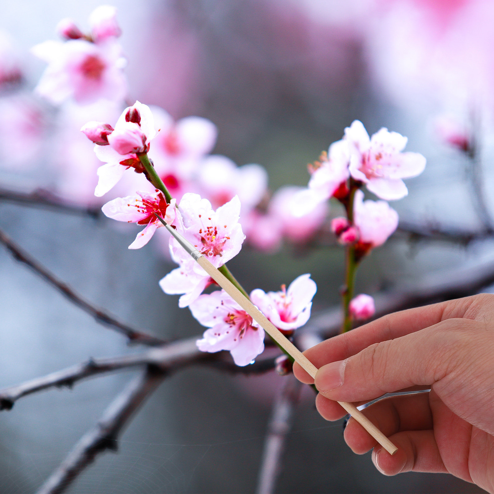 24pcs Reusable Pollination Too - مراجعة Gardening Tools Hand وسعره
