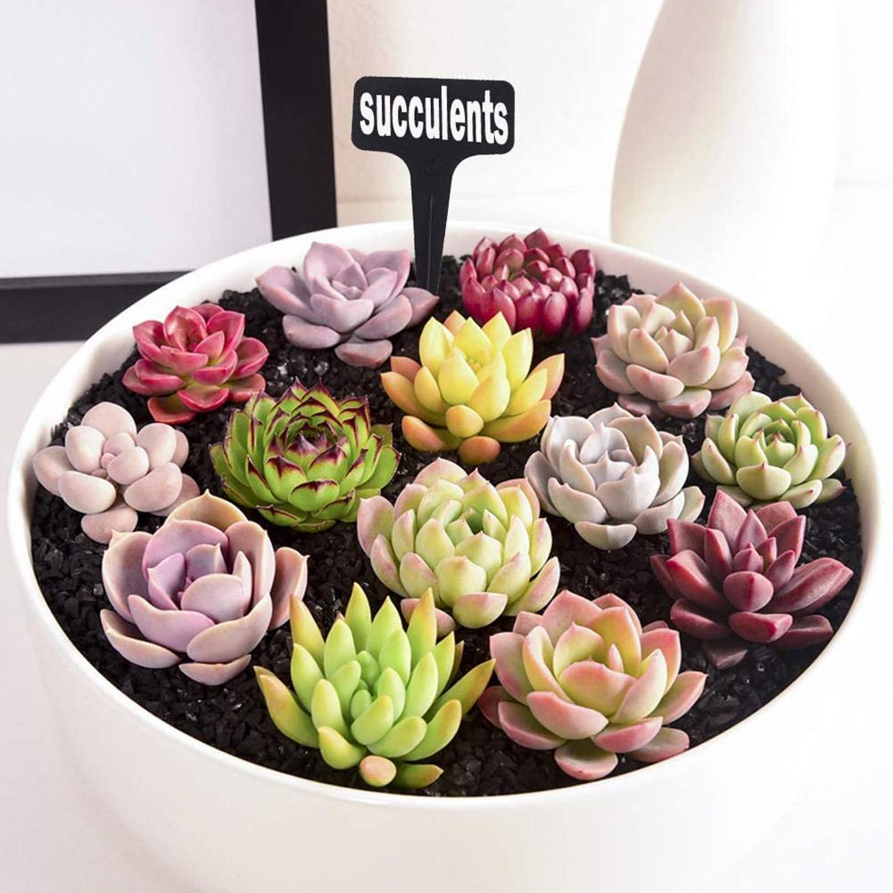 10/25pcs Garden Plant Labels P - مراجعة Garden Label Marker وسعره